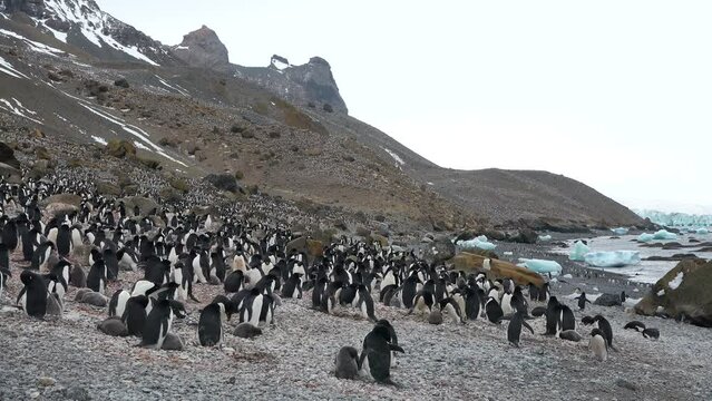 Penguins in Antarctica. Many Gentoo penguins stand on the rocks and jump into the water, with splash. Antarctic ice, protection of the environment.