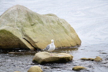 seagull sitting on a rock at the beach