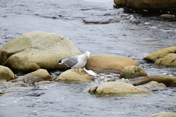 seagull sitting on a rock at the beach