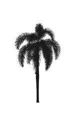 Palm tree silhouettes ornamental plant beautiful on white background
