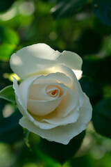 A bud of a white rose that has not blossomed on a bush in the garden.
