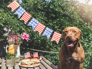 Lovely, pretty brown puppy, two delicious burgers and homemade lemonade. Close-up, outdoors. Day light. Delicious food concept