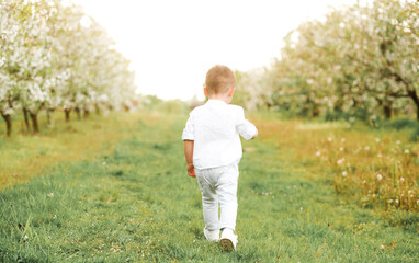 A little boy in a white shirt and pants runs across the meadow along the flowering apple trees.