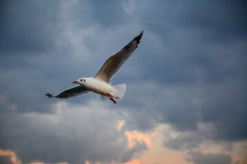 seagull in flight