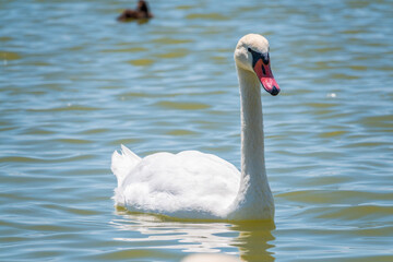 Graceful white Swan swimming in the lake, swans in the wild. Portrait of a white swan swimming on a lake.