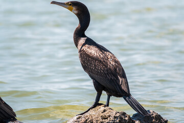 Great cormorant, Phalacrocorax carbo, standing on a stone on the sea shore.