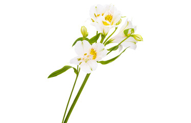 alstroemeria flower isolated