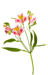 alstroemeria flower isolated