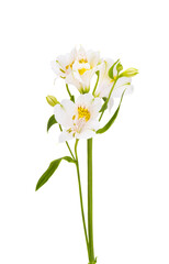 Fototapeta premium alstroemeria flower isolated