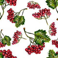 Pattern of red viburnum berries on a white background. Watercolor drawing.