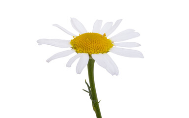 medical chamomile isolated