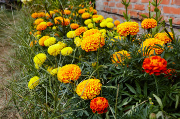 Tagetes patula french marigold yellow orange flower. Close up beautiful Marigold flower & leaf (Tagetes erecta, Mexican, Aztec or French marigold) in garden. Selective focus