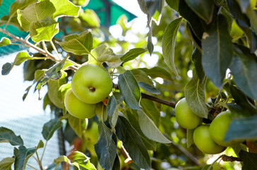 Ripe apples on a tree in a garden. Organic apples hanging from a tree branch in an apple orchard