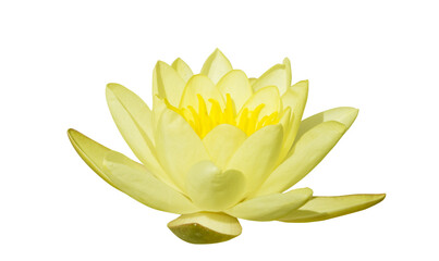 yellow water lily isolated