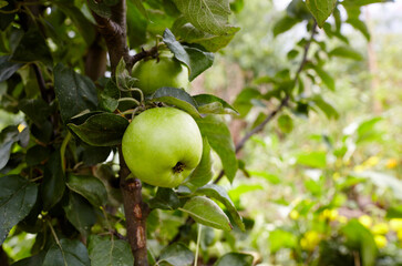 Ripe apples on a tree in a garden. Organic apples hanging from a tree branch in an apple orchard
