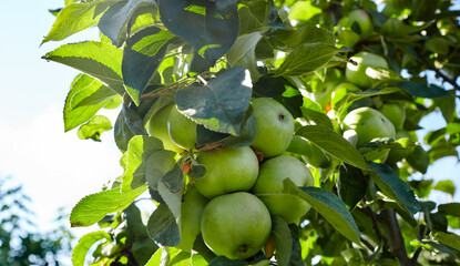 Ripe apples on a tree in a garden. Organic apples hanging from a tree branch in an apple orchard