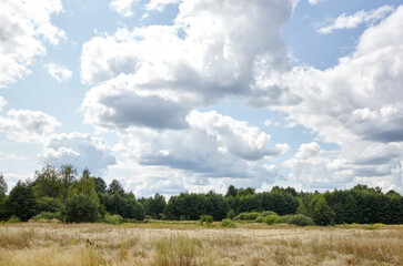 Bright summer forest against the sky and meadows. Beautiful landscape of green trees and blue sky background