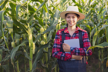 Smart farmer standing in green corn farm holding tablet.