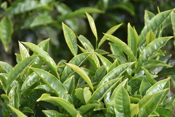 Tea leaves closeup from tea garden in South India