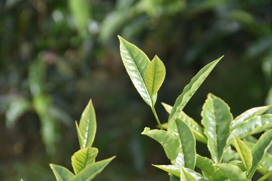 Tea leaves closeup from tea garden in South India