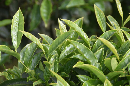 Tea leaves closeup from tea garden in South India