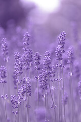 Blooming fragrant lavender flowers on a field..