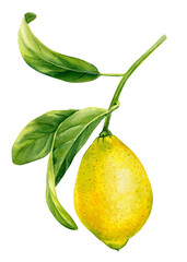 Ripe fruit on an isolated white background, watercolor botanical painting, citrus fruit lemon