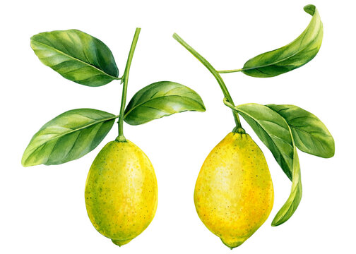Set lemons on an isolated white background, watercolor botanical painting, citrus fruits
