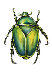 Scarab. Insects bright colored chameleon watercolor drawing on a white background.
