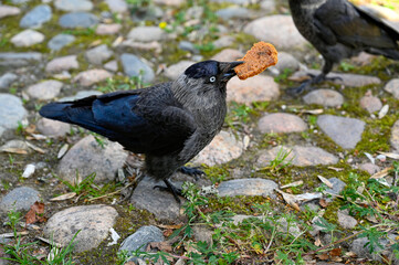 jackdaw eating cookie for dessert on stone square
