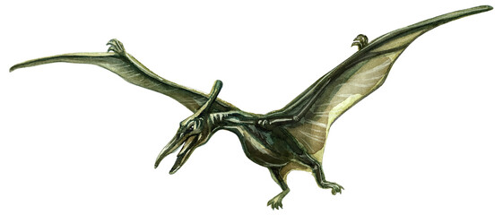 Pterosaur, pterodactlus prehistoric drawing of a dinosaur in watercolor on a white background. © Viktoriia