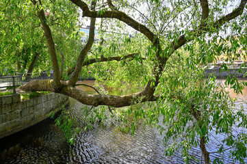 Big tree branch hanging over river in Orebro Sweden