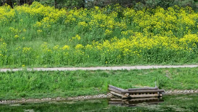 Fort Bema park in spring, city of Warsaw in Poland, zoom out from the flowers and path on the opposite side of canal.