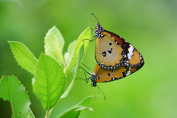 butterflies are mating