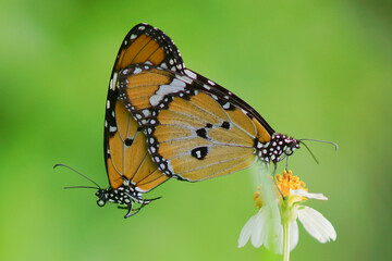 butterflies are mating