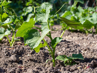 Green cucumber bushes grow in the ground in sunlight. A bed with young cucumber plants with several leaves in the soil, a new life. Growing organic vegetables outdoors in the garden