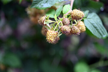 cones on a branch