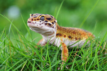 leopard geco, gecko on the grass, 
