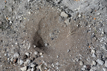 Image of ant lion's larva hole in the sand
