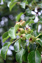 Wild raw pear