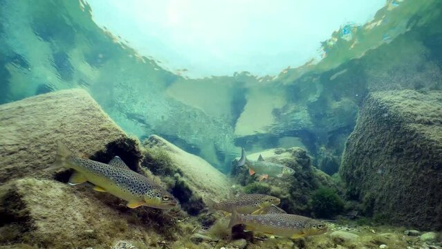 Underwater footage swimming Brown Trout. River trout underwater. Live in the river habitat. Wild trout (Salmo trutta morpha fario). Underwater mountain creek, nature light. 