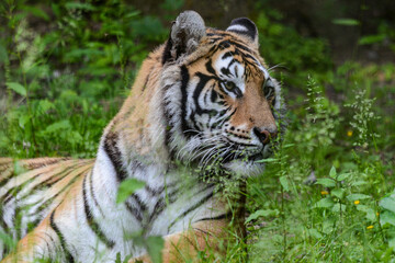 tiger in the wild