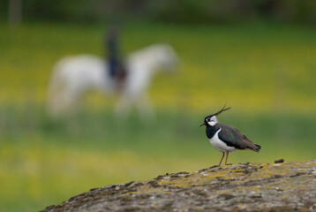 TOFSVIPA  Northern lapwing (Vanellus vanellus)