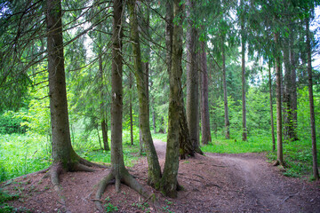 trail in the coniferous forest