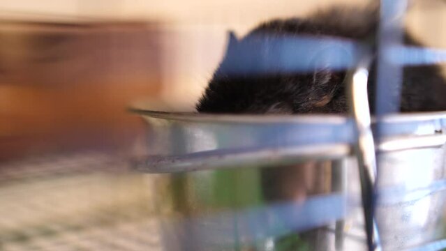 Dark mongolian gerbil eating food in steel container in cage, close up