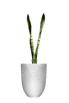 Snake Plant in a marble pot on a white background with line pat