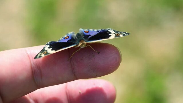 Blue Pansy Butterfly on human finger and hand with natural brown background, The pattern resembles orange eyes on the black and blue and purple and yellow wing