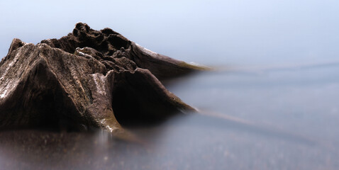 支笏湖畔の流木 / Driftwood on the shores of Lake Shikotsu