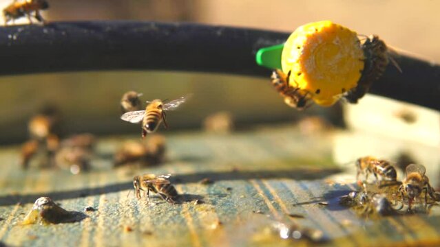 honey bees drink water from the fountain