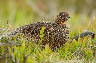 Red Grouse hen.  Scientific name: Lagopus lagopus. Close up of a female Red Grouse nesting in natural moorland habitat, facing right.  Clean background. Horizontal.  Copy space